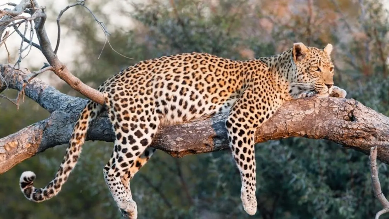 WhatsApp Image 2025-01-31 at 18.57.30