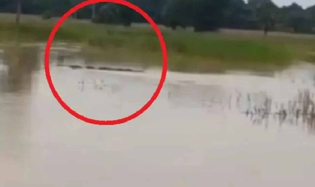 odisha flood crocodile found