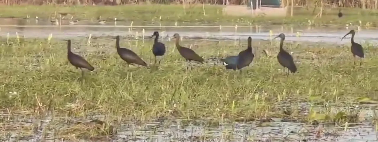 Screenshot 2025-11-26 6.23.46 AM