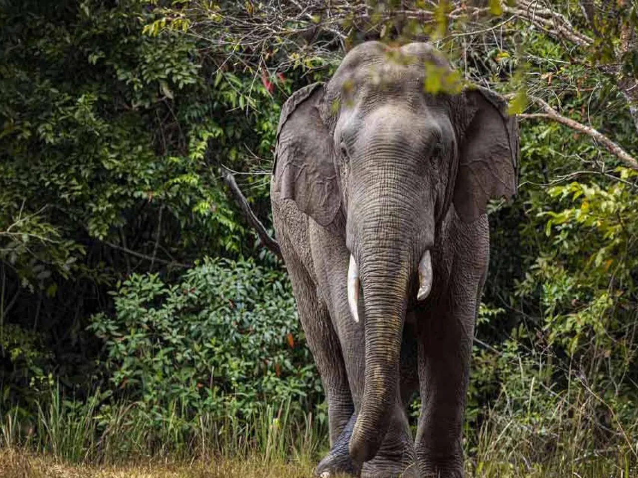 hula party member death