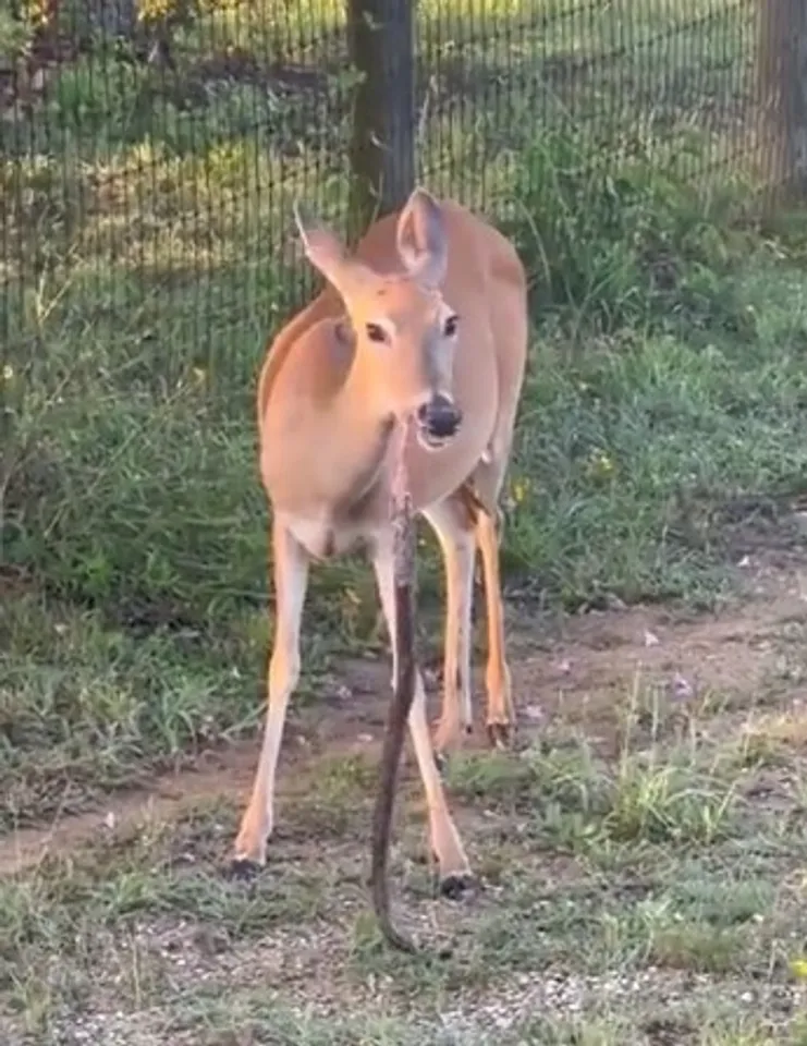 মন 
