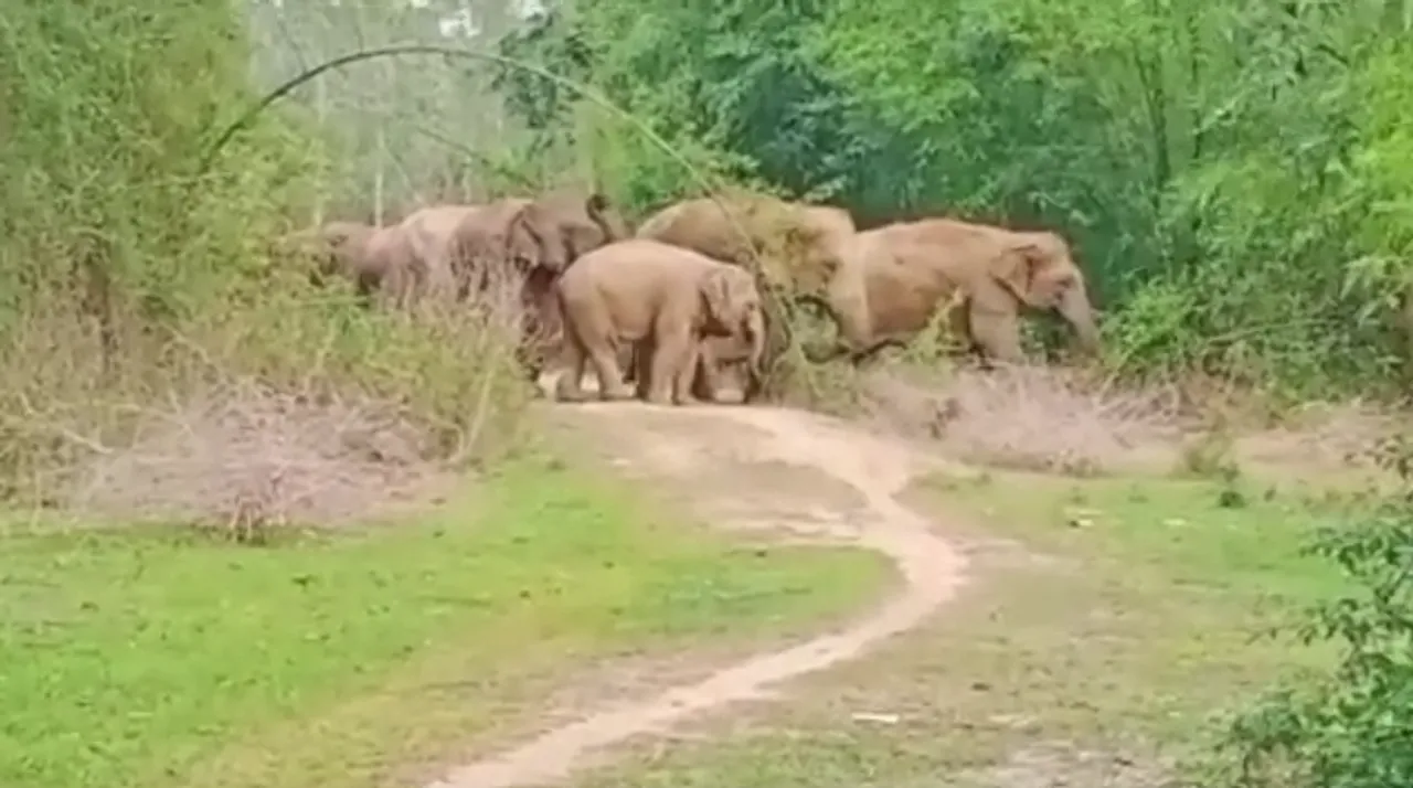 elephantattack
