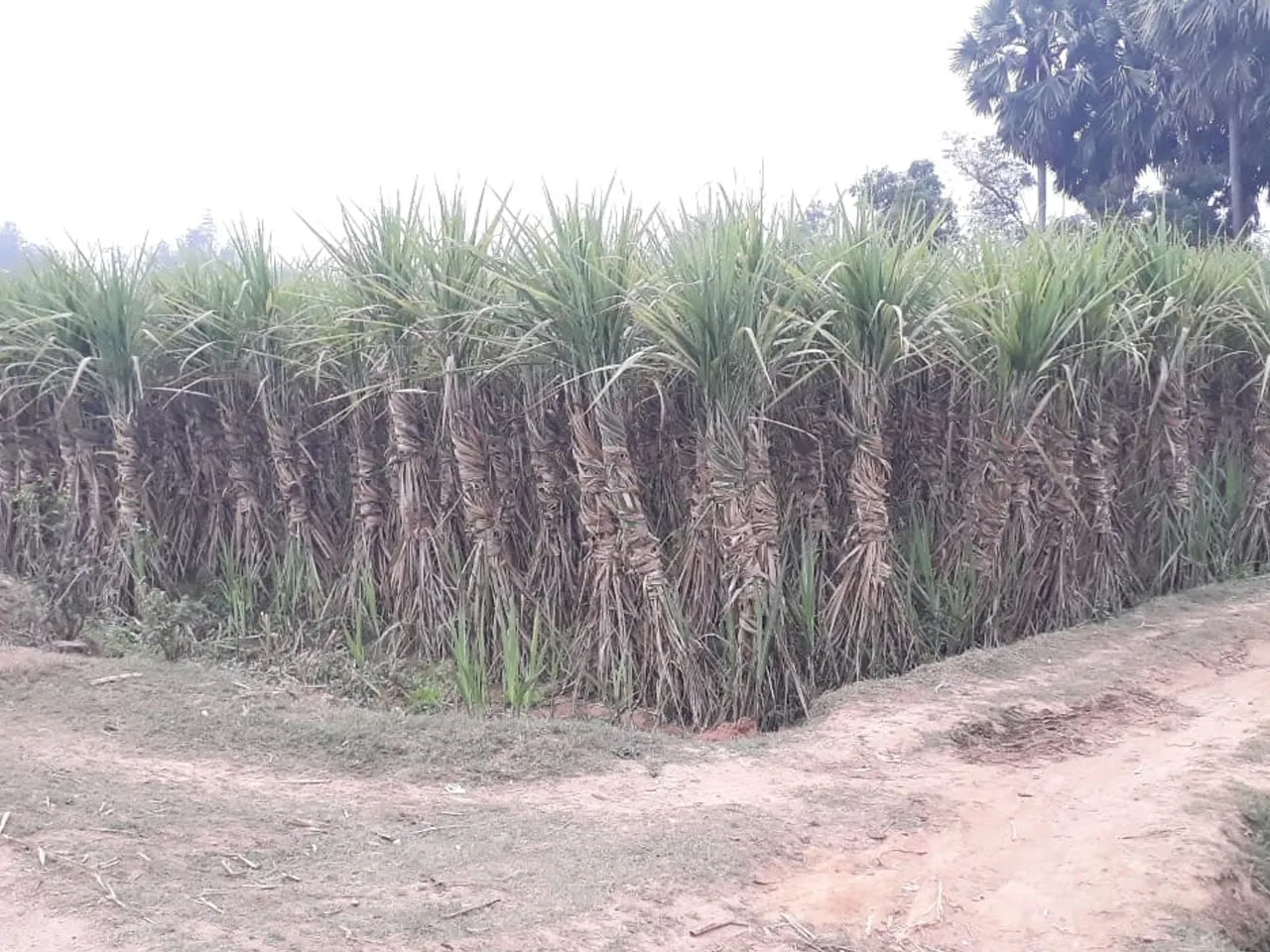 ফ