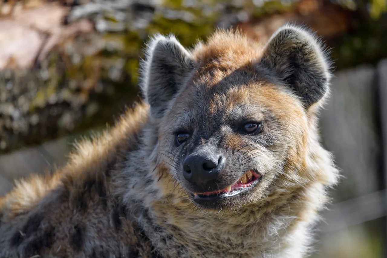 hyena