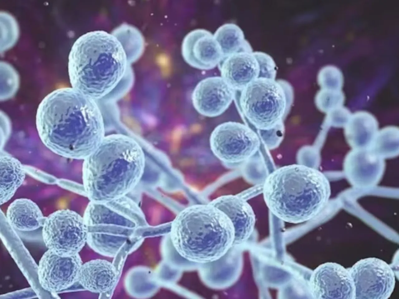 fungal infection.jpg