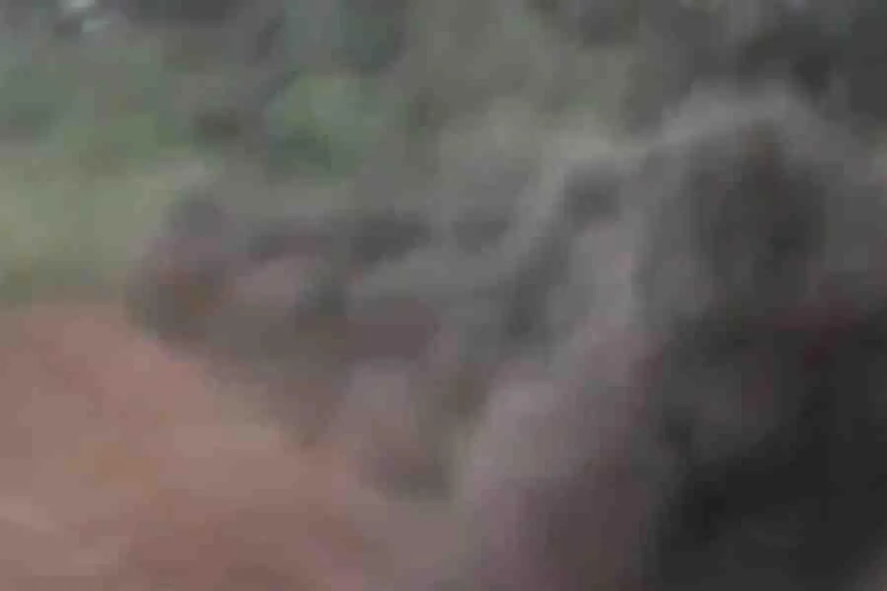 সীমান্ত এলাকায় বোমা উদ্ধার বিএসএফ এর