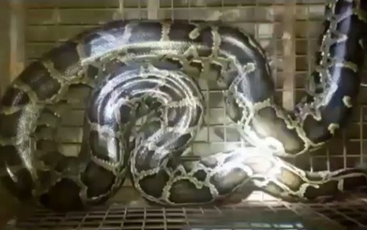 লোকালয়ে উদ্ধার পূর্ণবয়স্ক অজগর