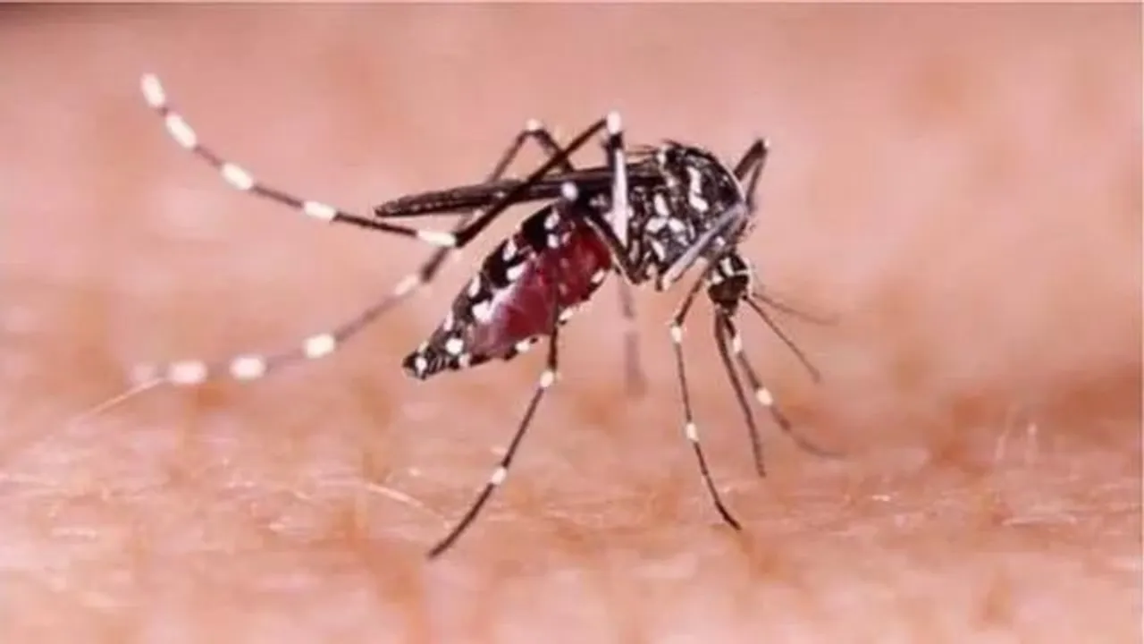 ফের  ডেঙ্গির আতঙ্ক