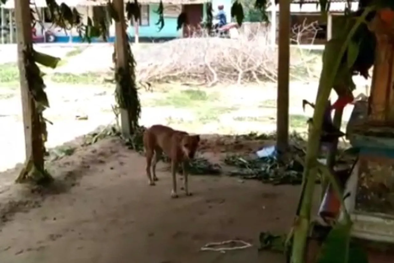 পাগল কুকুরের আতঙ্কে ঘুম উড়েছে গ্রামবাসীর, জখম ৫