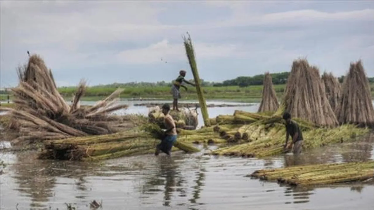 চড়া দাম কাঁচা পাটের, চাপে রফতানি