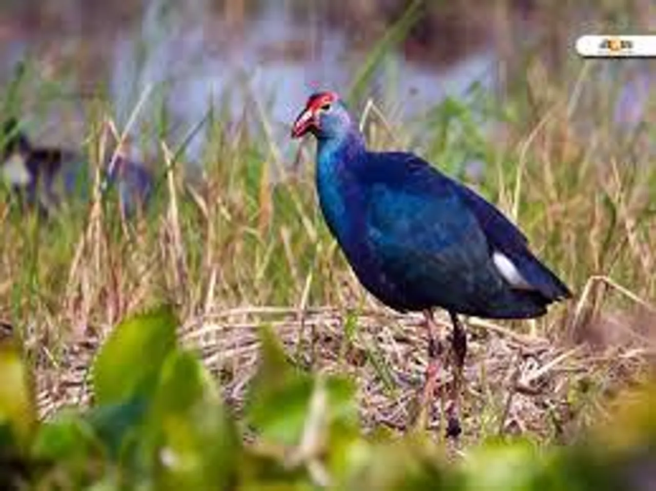 চলুন ঘুরে আসি পূর্বস্থলীর পাখিরালয় থেকে