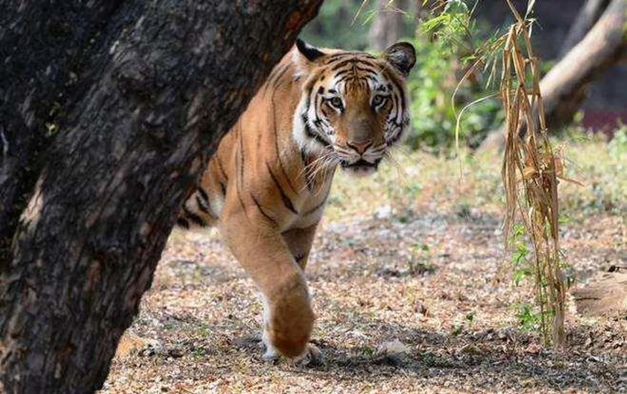 লালগড়ে ফের বাঘের আতঙ্ক!