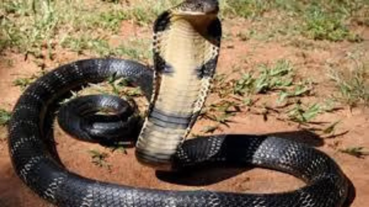 টব থেকে লাফিয়ে পড়ল বিশালাকৃতির কোবরা, তারপর...