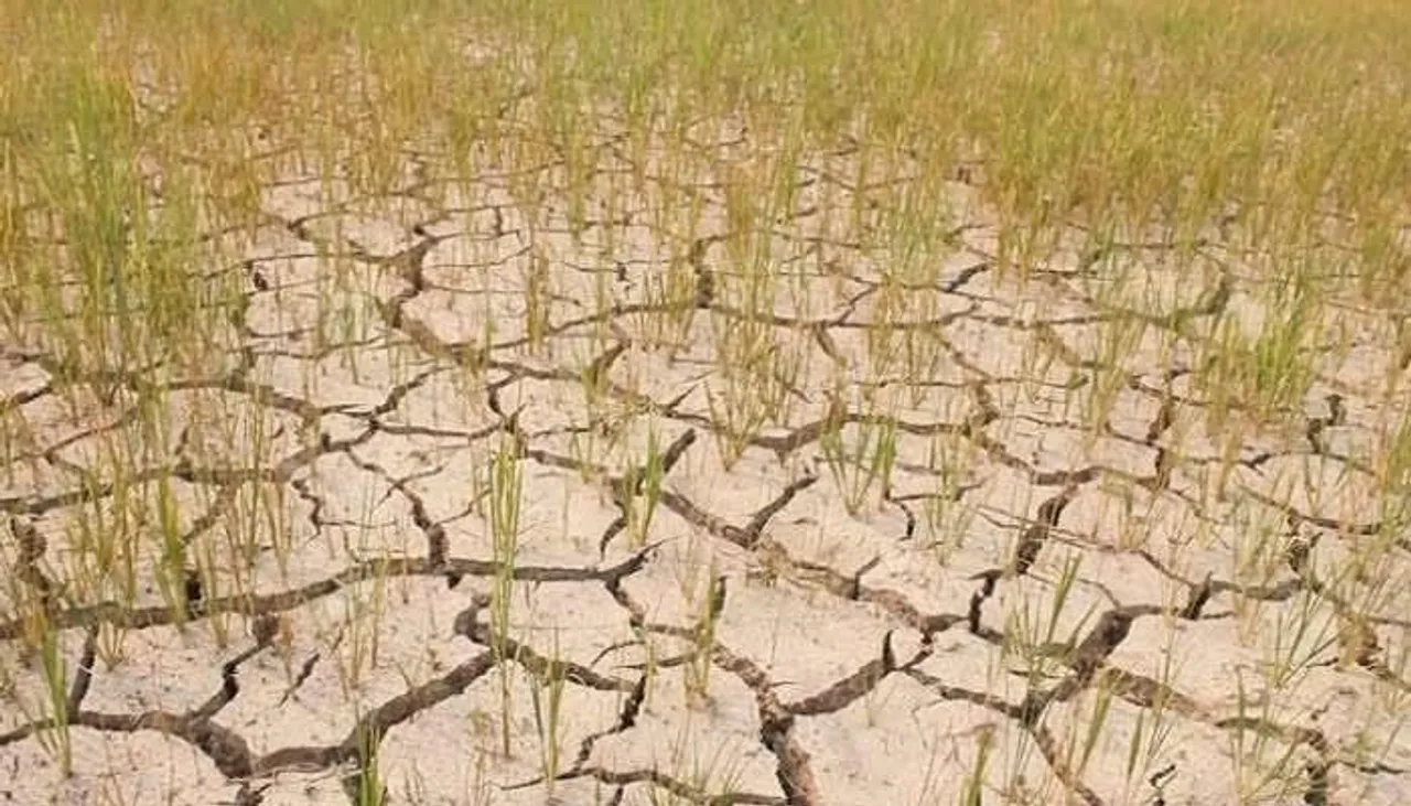 জলের অভাবে ফেটে যাচ্ছে আমন ধানের জমি