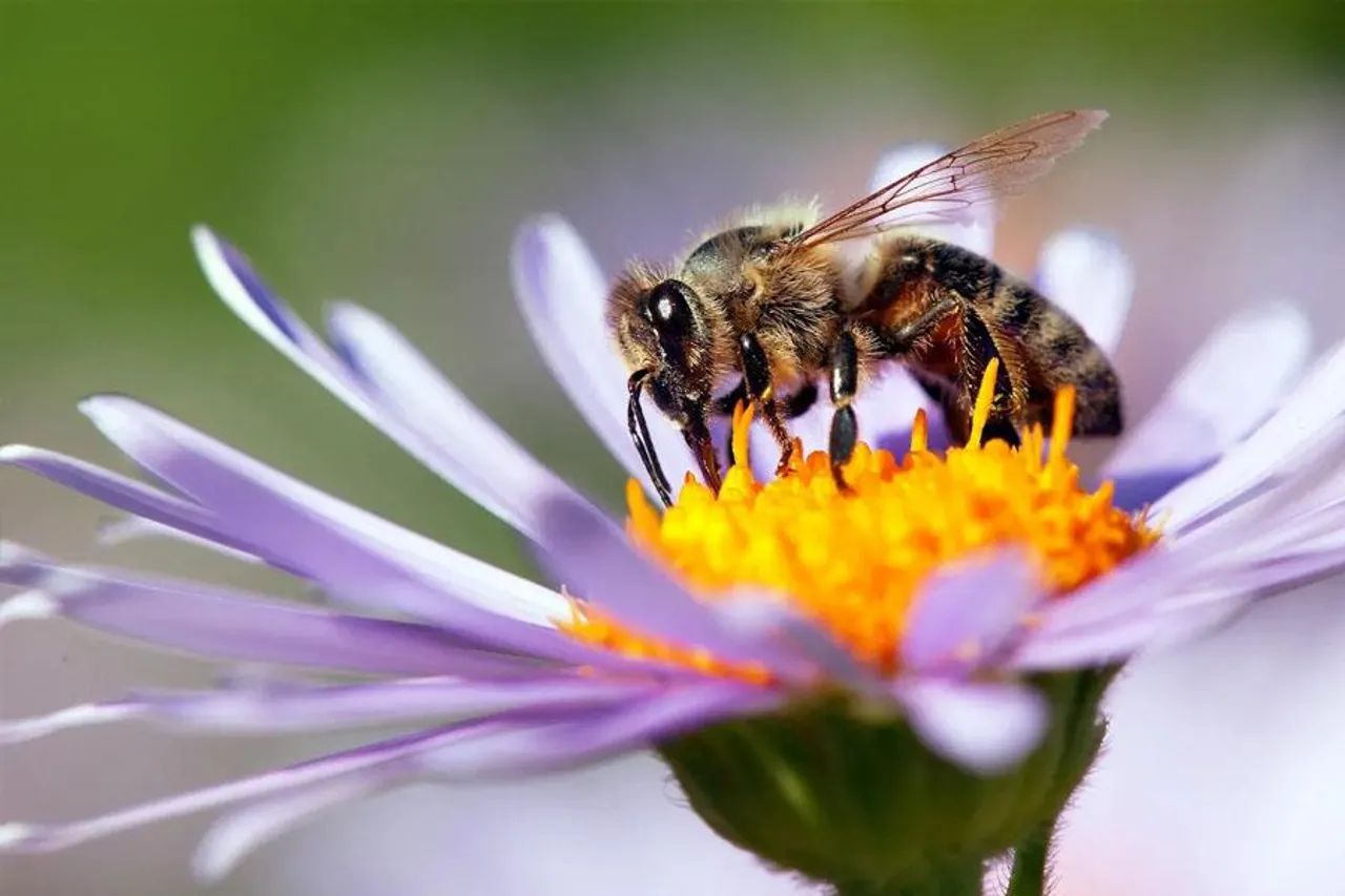 মৌমাছির মড়কে উদ্বিগ্ন পতঙ্গবিদরা