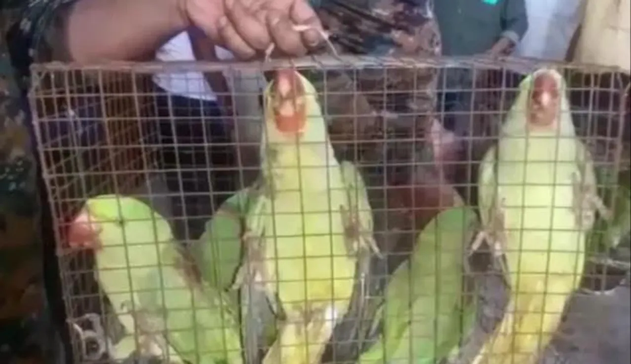 ৫৫টি টিয়া পাখি উদ্ধার করল বনদপ্তর