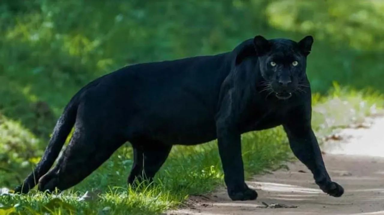 দার্জিলিংয়ের ধোত্রে জঙ্গলে ব্ল্যাক লেপার্ডের দেহ উদ্ধার