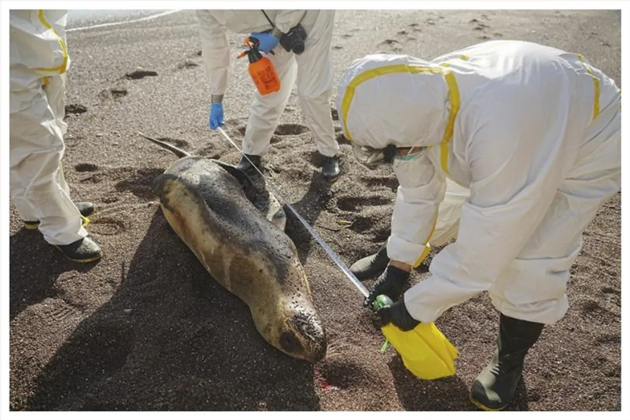 পেরুতে বার্ড ফ্লুতে ৫৮৫ টি সামুদ্রিক সিংহের মৃত্যু