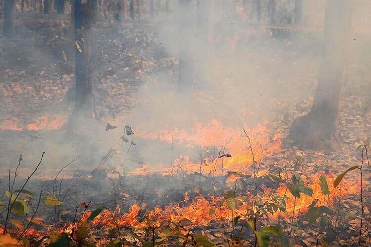 জঙ্গলে আগুন লাগানোর ফলে জঙ্গল ছেড়ে লোকালয়ে ঢুকল হাতির দল