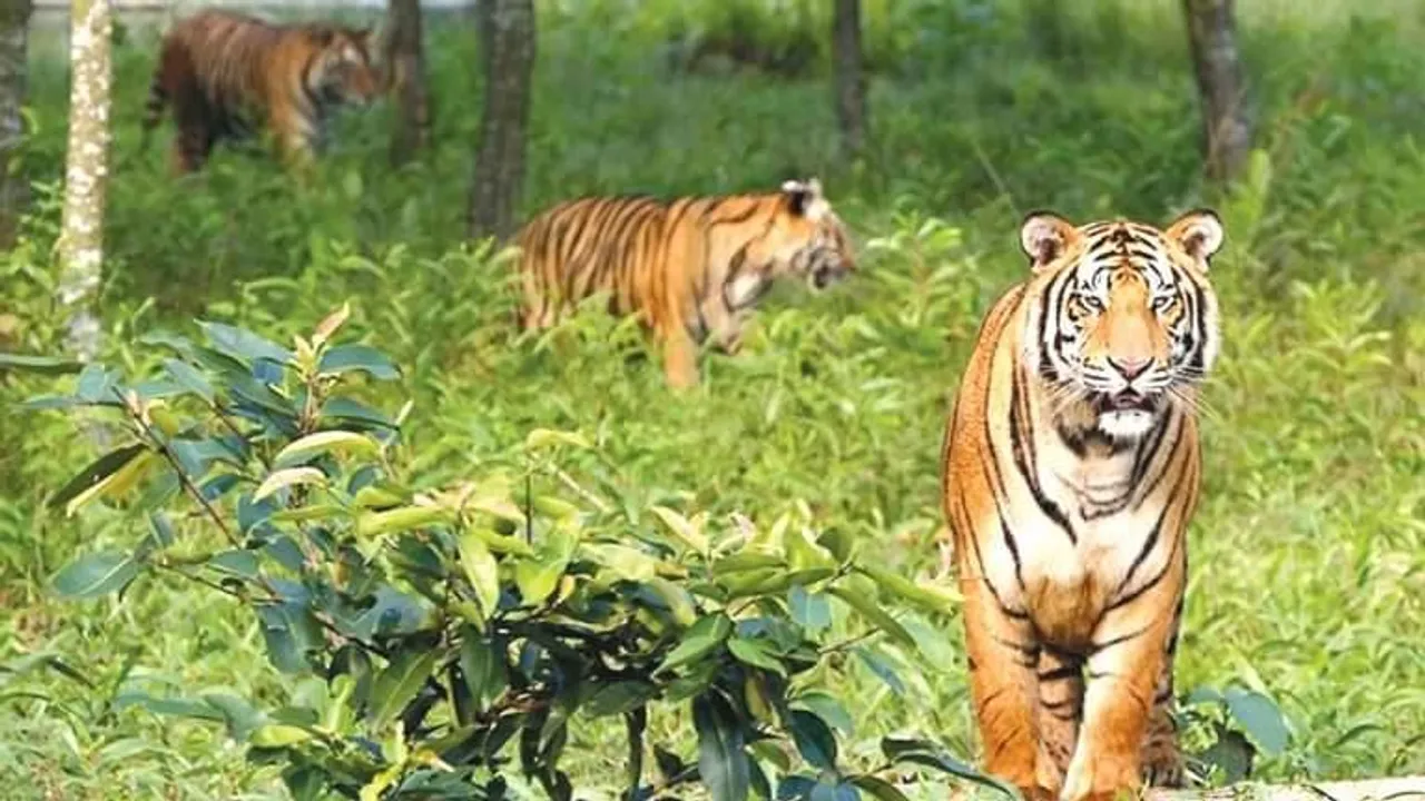 আজ বিশ্ব বাঘ দিবস: ১৭ বছরে সুন্দরবন থেকে হারিয়ে গেছে ৩২৬টি বাঘ