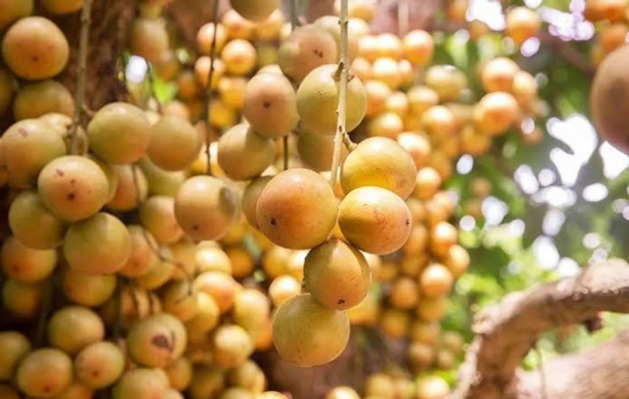 রথ যাত্রার আগেই ক্ষতির মুখে লটকা চাষীরা
