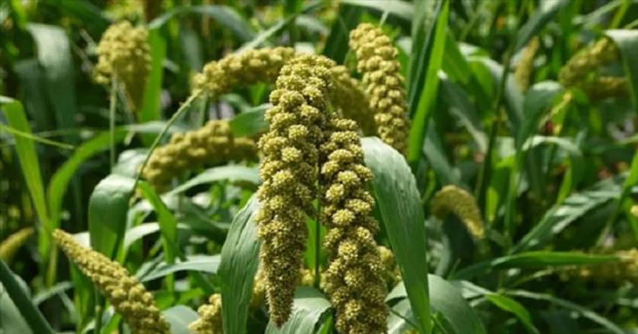 কাউন চাষে ব্যবহার করুণ জৈব সার