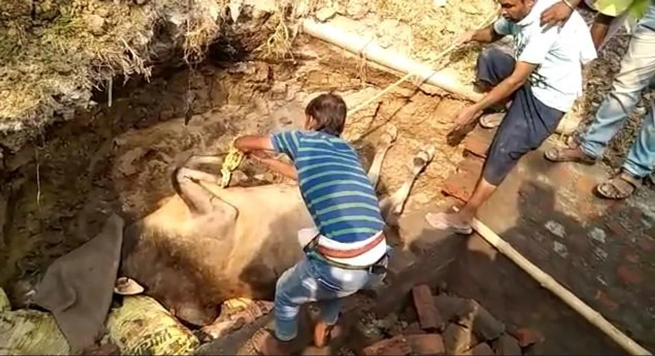 নির্মীয়মান একটি চেম্বারে আটকে পড়া ষাঁড়কে প্রায় ৩ ঘণ্টা পর উদ্ধার করল অন্ডাল পুলিশ ও ফায়ার ব্রিগেডের কর্মীরা