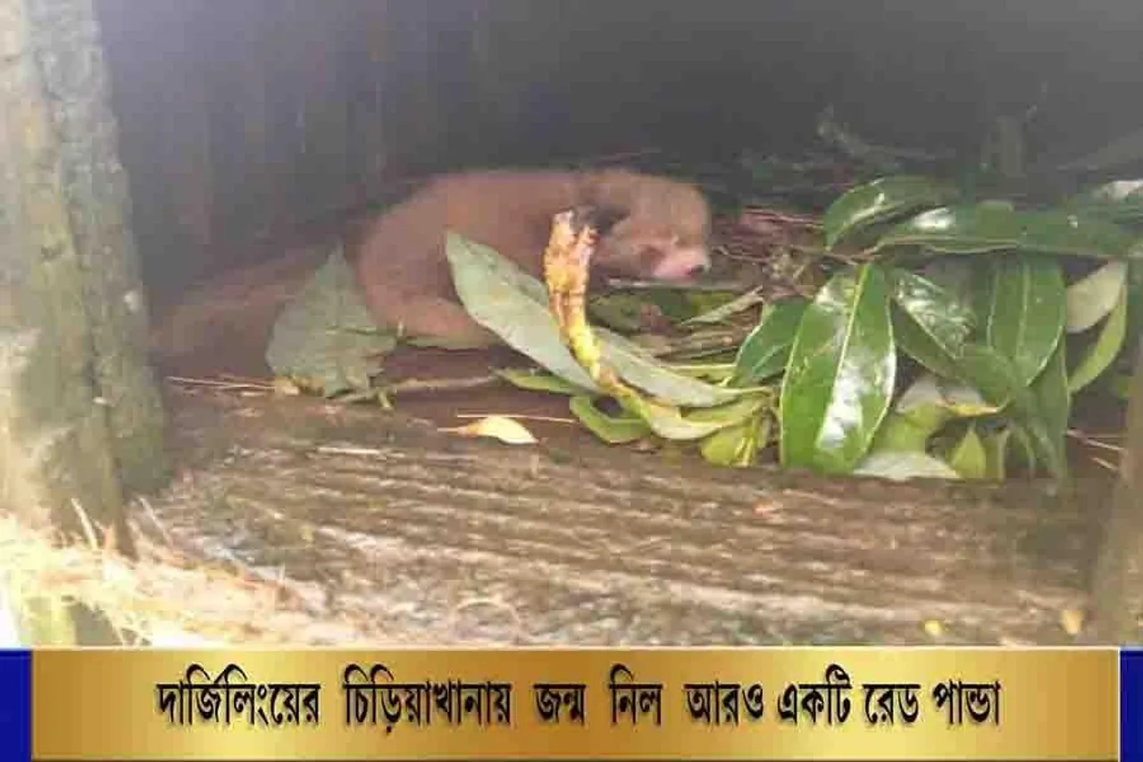 দার্জিলিংয়ের চিড়িয়াখানায় জন্ম নিল আরও একটি রেড পান্ডা