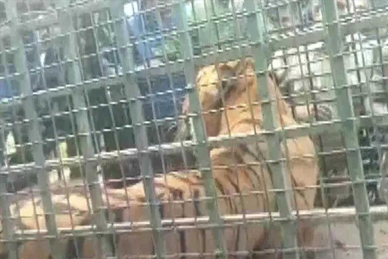 ১৩ জনকে হত্যাকারী বাঘ এবার খাঁচায় বন্দী