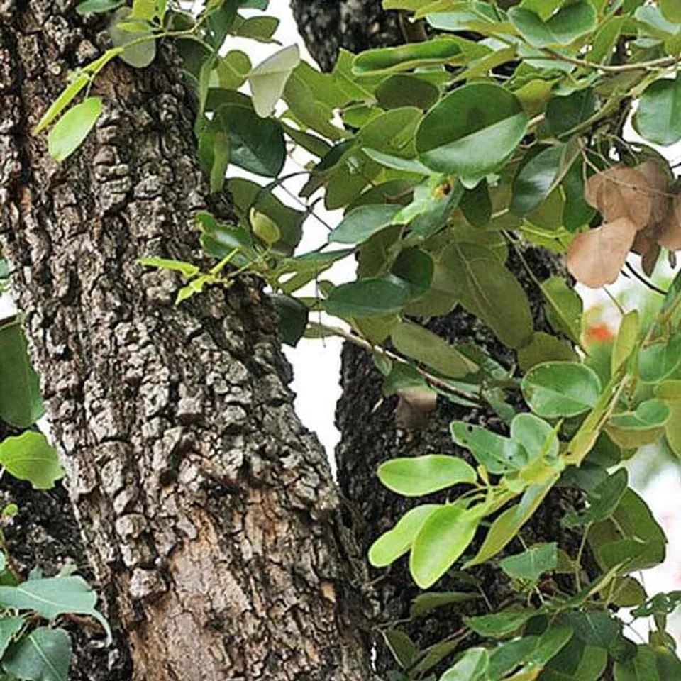 পশ্চিমবঙ্গের বনাঞ্চলে চন্দন গাছের চারা লাগাবে বন দফতর