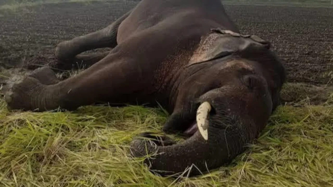 হাতির মৃত্যুতে চাঞ্চল্য