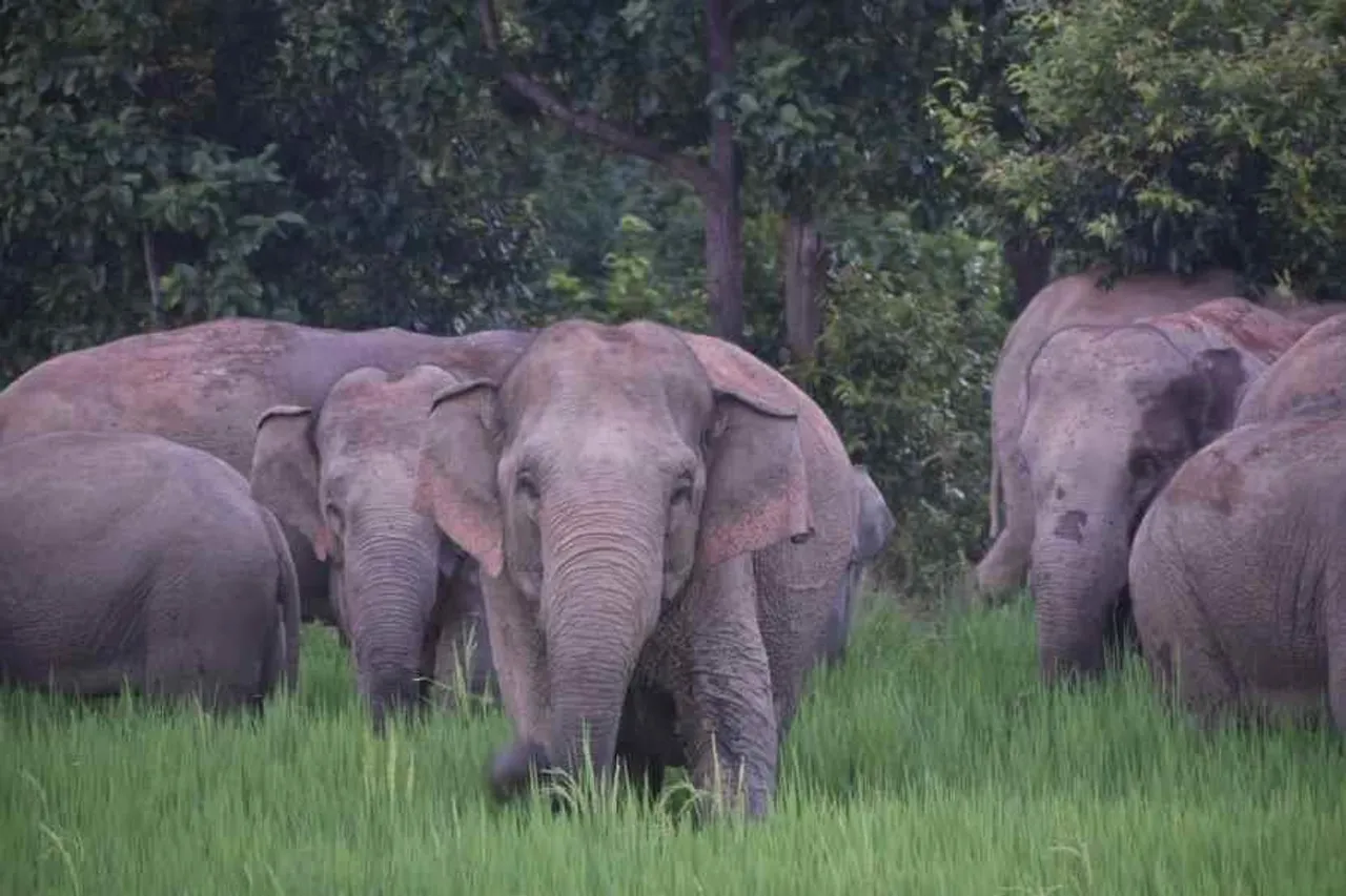 হাতির হানায় ৬০ লক্ষ টাকার বেশি ফসলের ক্ষতি