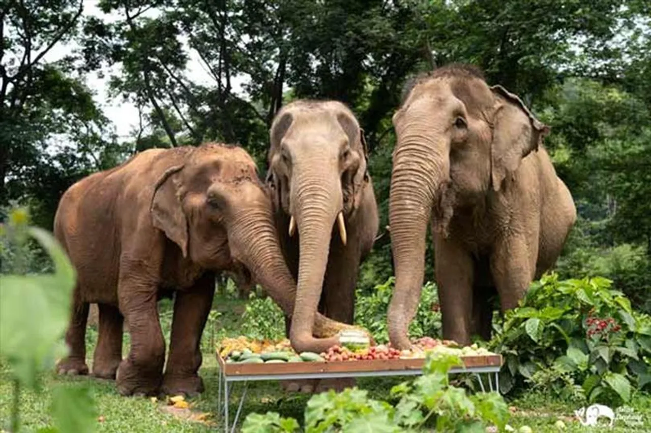 আসামে তৈরি হলো হাতিদের জন্য 'ফুড জোন'
