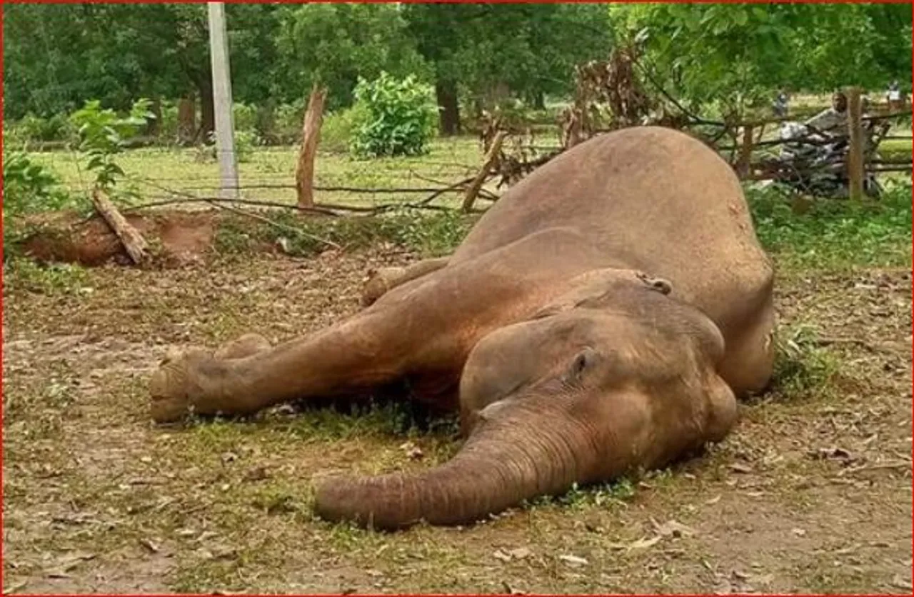 জঙ্গল থেকে হাতির মৃতদেহ উদ্ধার