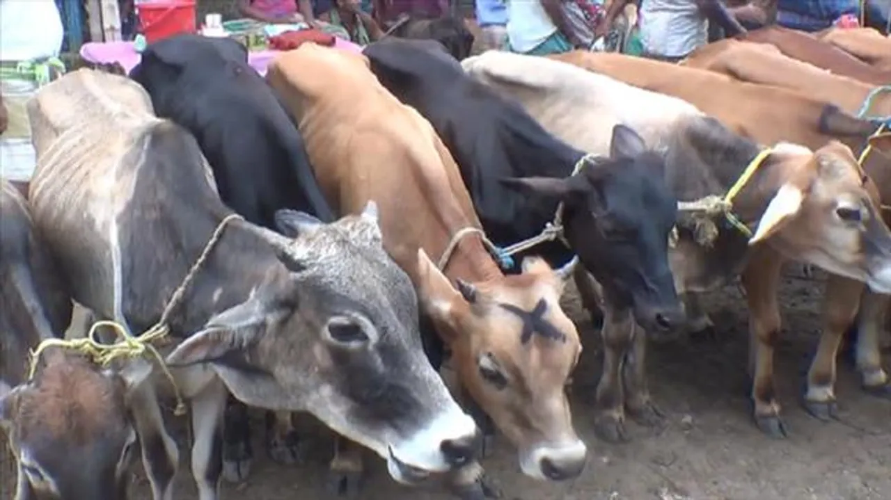 কেতুগ্রাম দিয়ে গরু পাচারের চেষ্টা