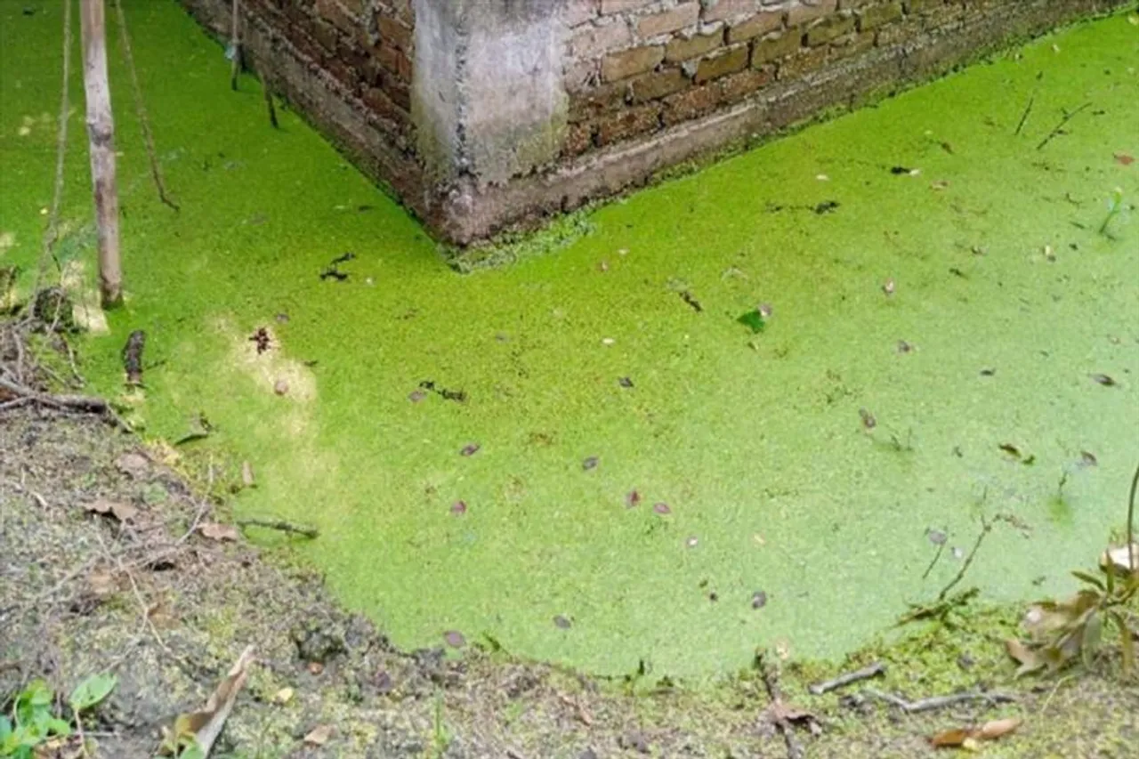 ডোমজুড়ে জলাভূমি ভরাটের অভিযোগ তুলে সরব পরিবেশবিদরা, নীরব পিসিবি