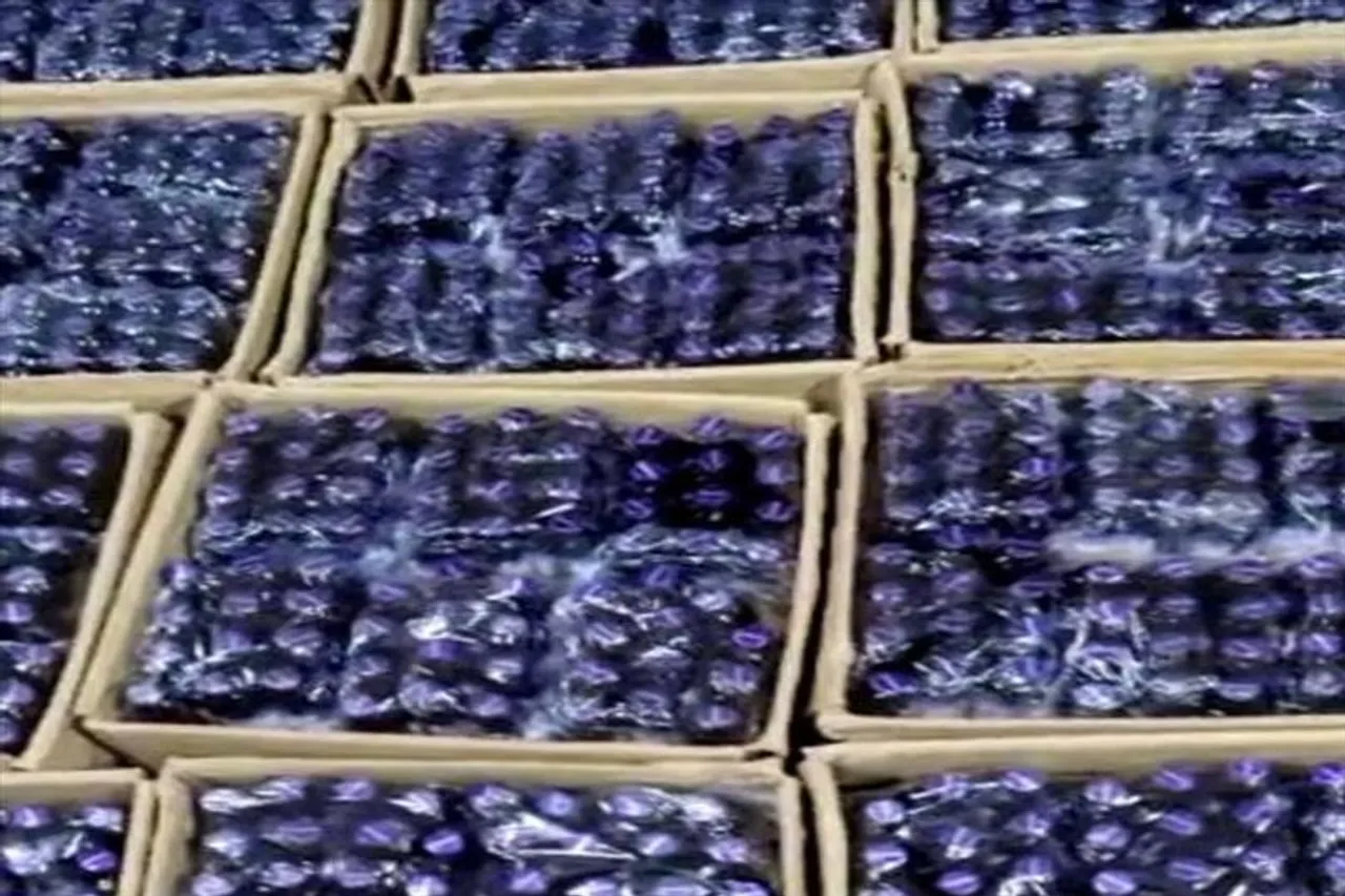 বড়সড় মাদক চক্রের পর্দাফাঁস করল NCB