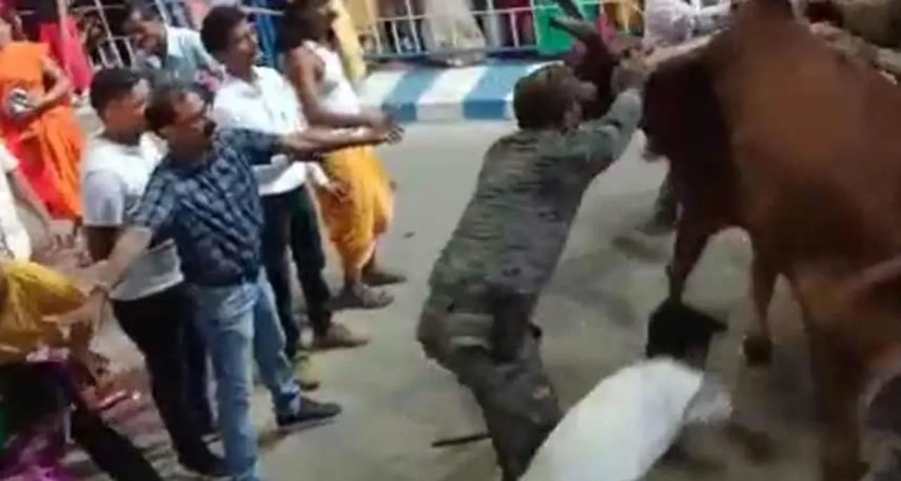 রায়গঞ্জে কার্নিভ্যাল চলাকালীন বলদের তাণ্ডব, প্রাণ গেল ১ দর্শনার্থীর