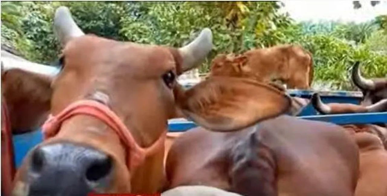 পুরুলিয়ায় আটক গরু, মোষ বোঝাই গাড়ি