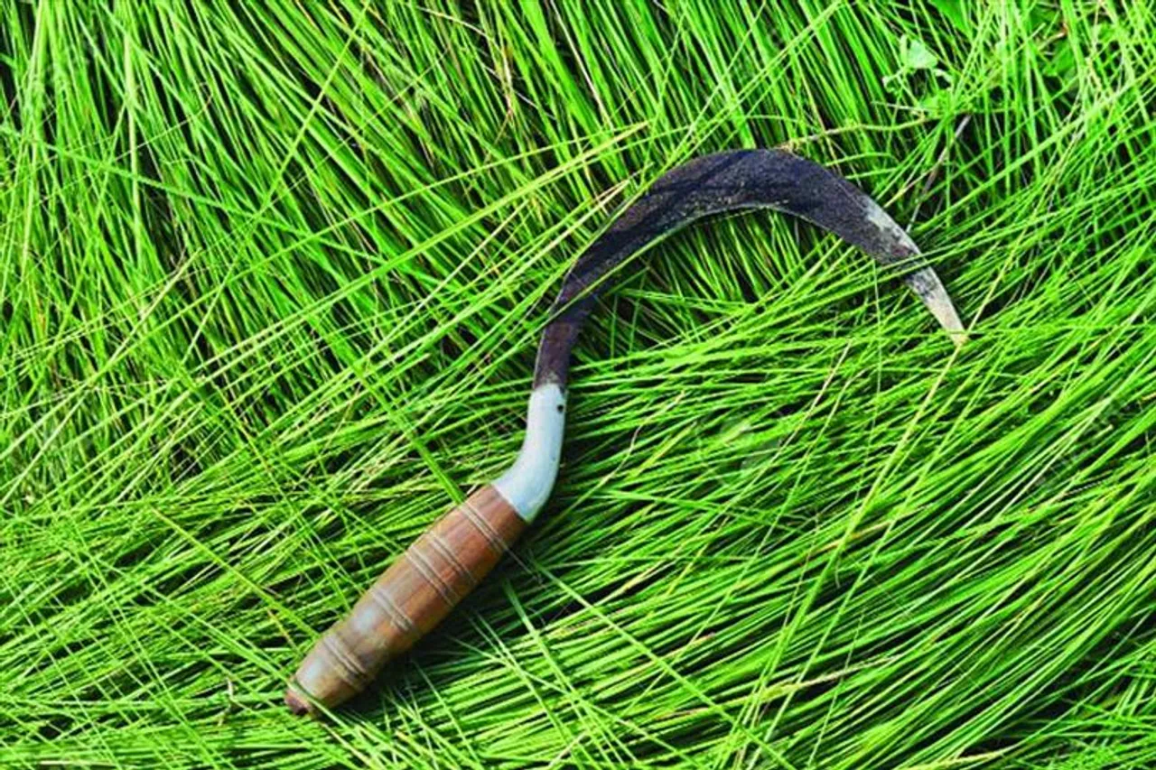 দুর্ঘটনাবশত হাতে থাকা কাস্তে ঢুকে গেল কানে, জখম মহিলা