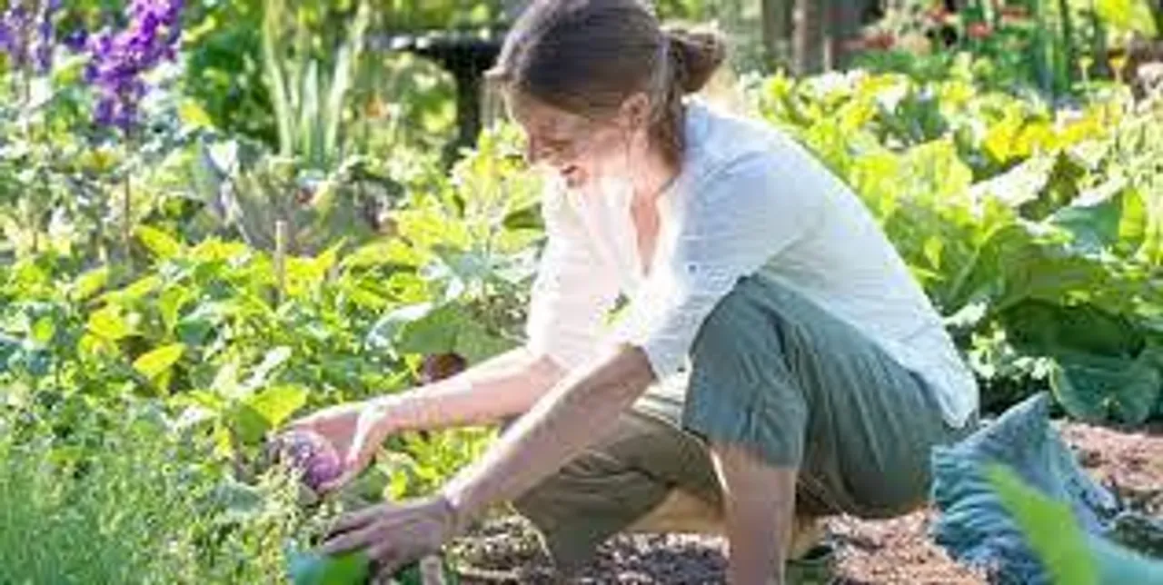 কীভাবে গাছের যত্ন নেবেন?