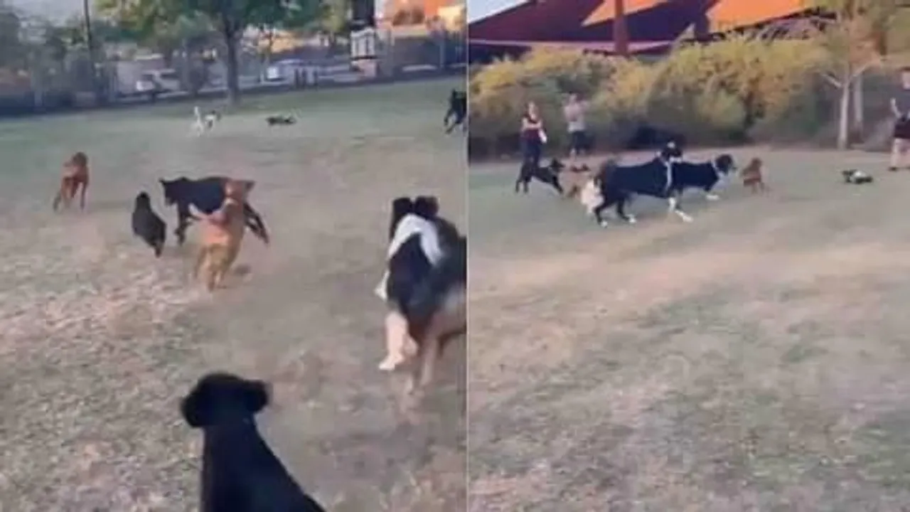 রিমোট কন্ট্রোল গাড়িকে ধাওয়া করল একদল কুকুর