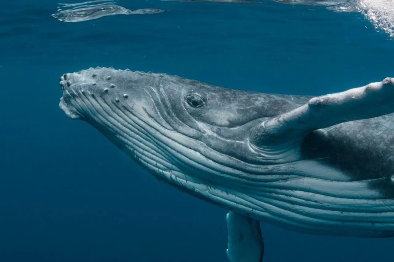 সমুদ্র রক্ষায় মিলিত হবেন রাষ্ট্রনেতারা