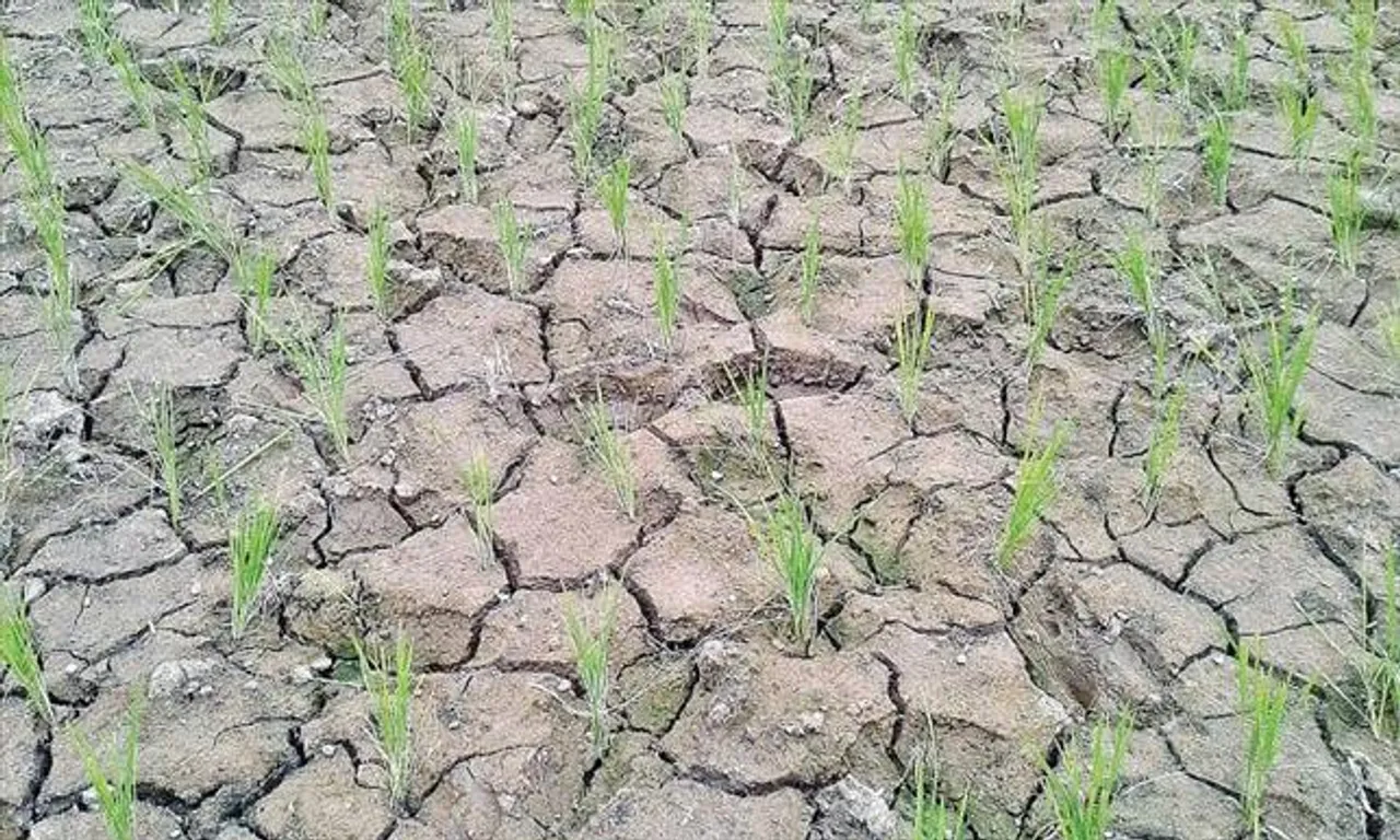 অপর্যাপ্ত বৃষ্টি, কপালে চিন্তার ভাঁজ কোচবিহারের ধান চাষিদের