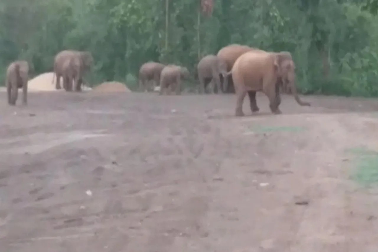 ঝাড়গ্রামের কুণ্ডলডিহি এলাকায় হাতির তাণ্ডব অব্যাহত, আতঙ্কে গ্রামবাসীরা
