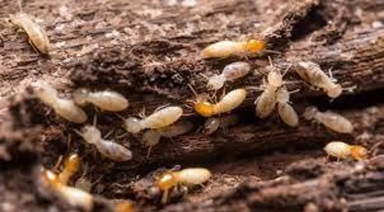 বাড়িতে উইপোকার উপদ্রব বেড়েছে?