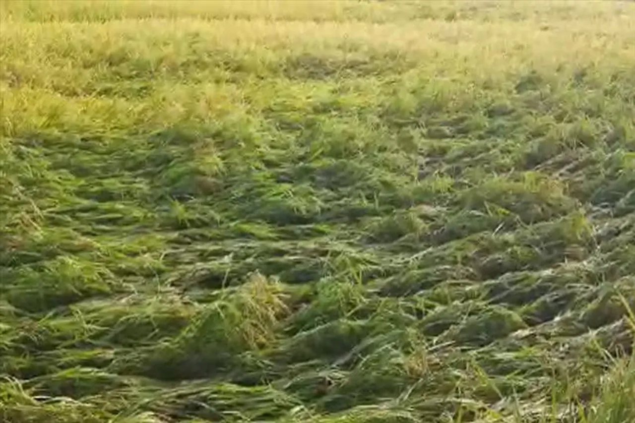 কালবৈশাখী ঝড় সঙ্গে অতি বৃষ্টির জেরে ক্ষতির মুখে চন্দ্রকোনার ধান ও তিল চাষীরা