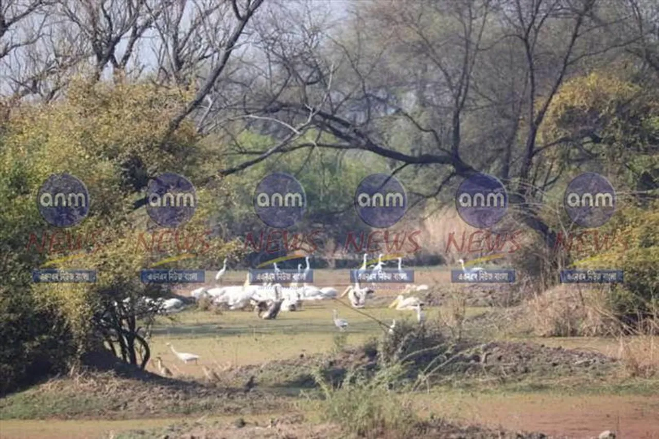 ২১ মার্চঃ আন্তর্জাতিক বন দিবস