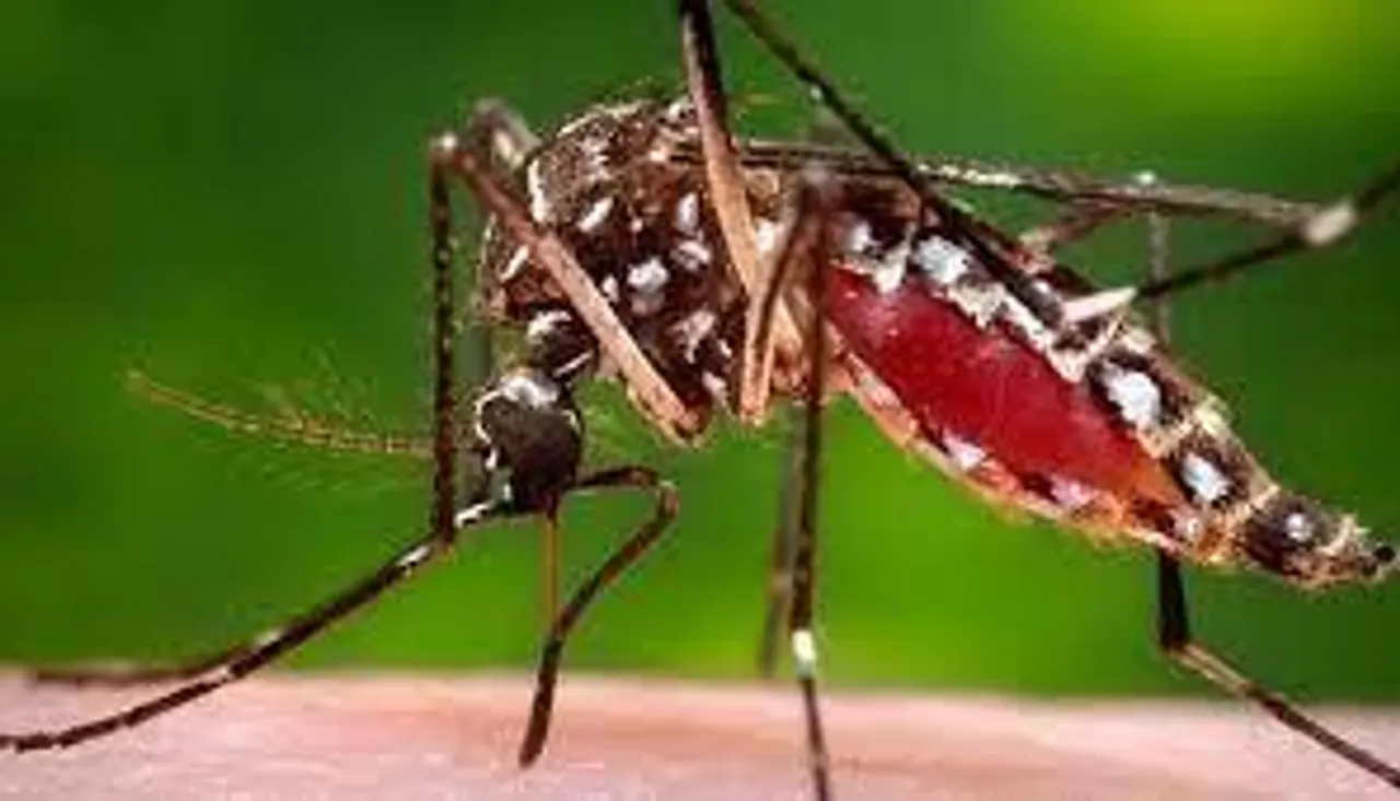 জেলায় বাড়ছে ডেঙ্গিতে মৃত্র সংখ্যা