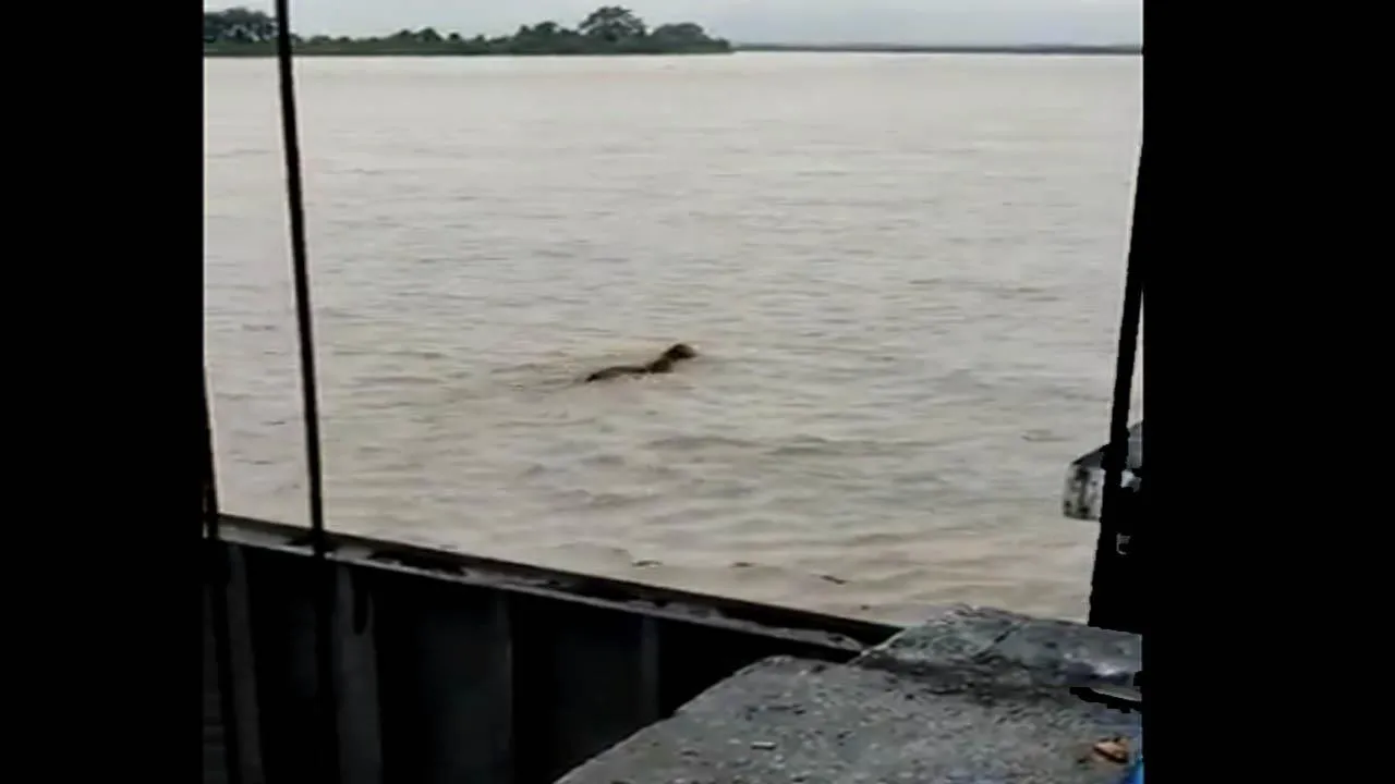 বাঘ যখন লড়াকু সাঁতারু, রইলো ভাইরাল ভিডিও